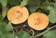 7 خاصیت شگفت‌انگیز تخمه طالبی که باید بدانید