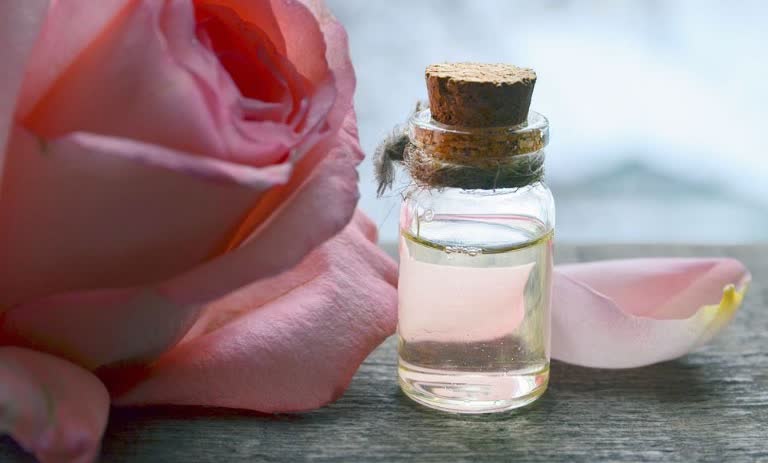 چرا گلاب خانگی زرد میشود؟ 7 علت و راهکارهای جلوگیری از آن