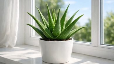 آموزش کامل نگهداری و تکثیر گیاه آلوئه‌ورا