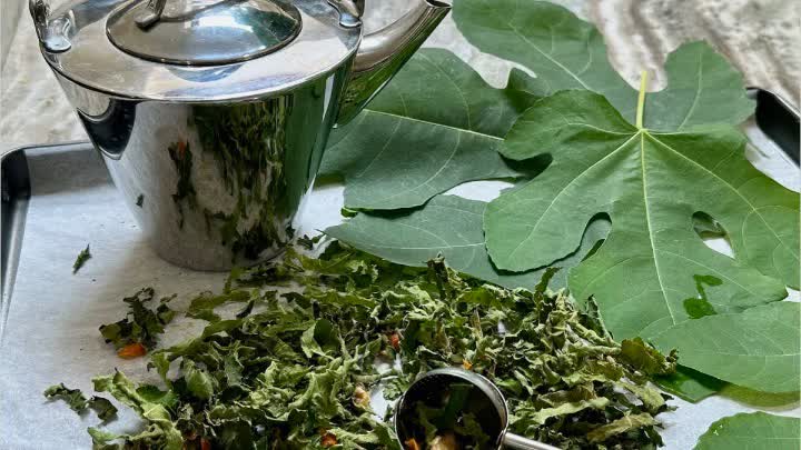 روش نگهداری برگ انجیر خشک روش نگهداری برگ انجیر خشک