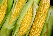 ۱۰ خاصیت ذرت برای بدن تا ارزش غذایی آن