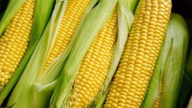۱۰ خاصیت ذرت برای بدن تا ارزش غذایی آن