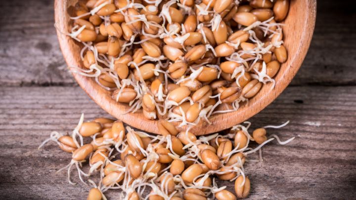 خواص و فواید جوانه گندم برای سلامت قلب و عروق
