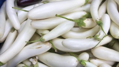 9 خواص شگفت‌انگیز بادمجان سفید؛ صیفی متفاوت و پرخاصیت